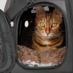 Close-up of bengal cat in soft carry bag
