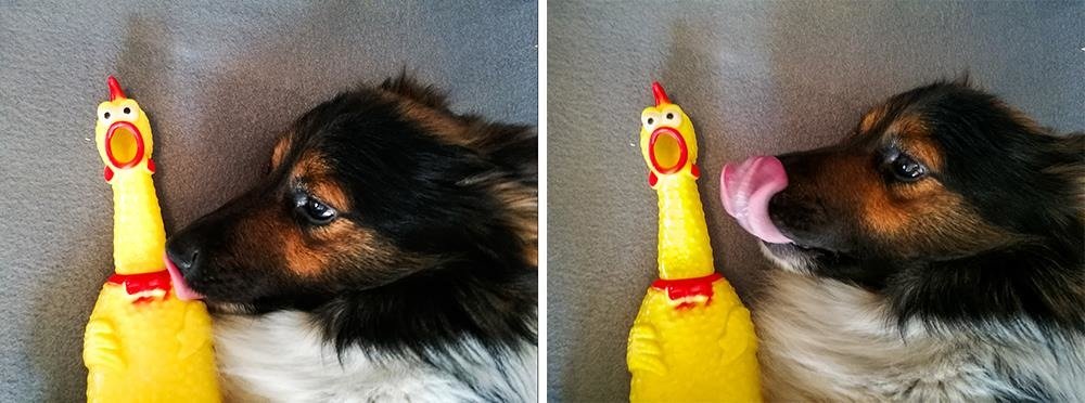 Sípoló gumi játékcsirke kutyáknak – 30cm x 8cm x 4cm, sárga színben (BB-5191) (1)