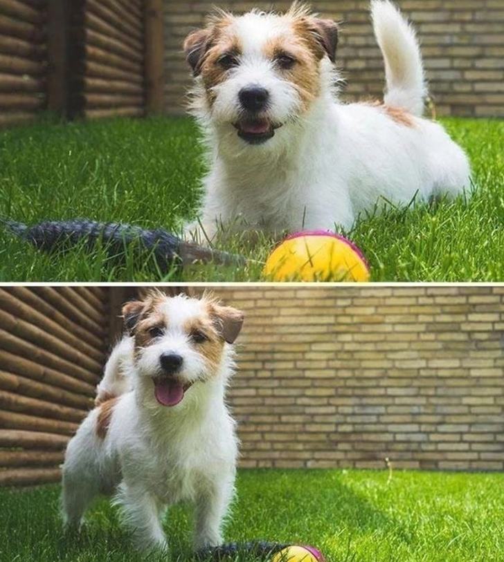 Bolyhos menyét – guruló, mozgó labda – lenyűgöző és szórakoztató játék macskáknak és kutyáknak 10